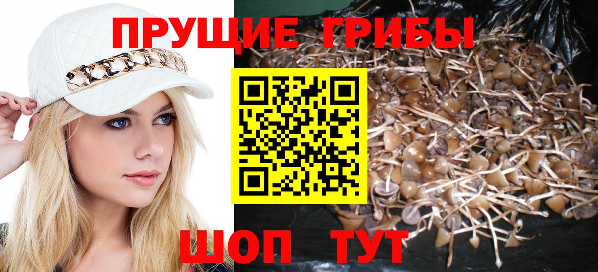 Северобайкальск  Псилоцибиновые грибы Magic Shrooms  Вход с VPN 